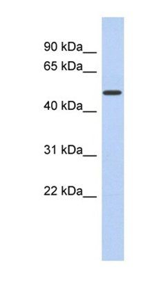 FAM71D antibody