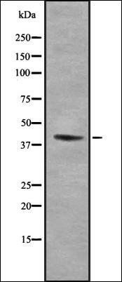 FAM80B antibody