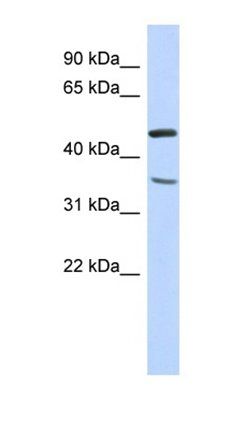 FAM81B antibody