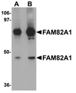 FAM82A1 Antibody