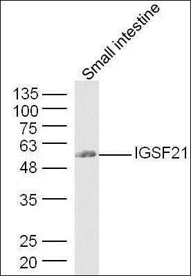 FAM83F antibody