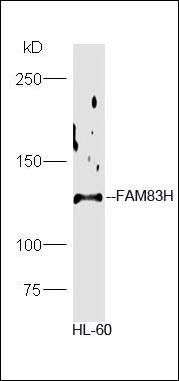 FAM83H antibody