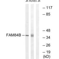 FAM84B Antibody