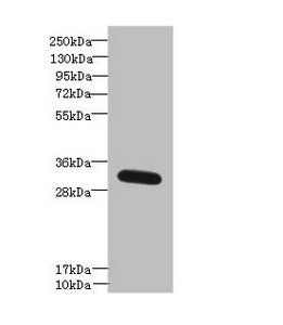 FAM92A Antibody