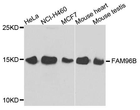 FAM96B antibody