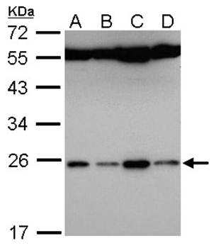 family with sequence similarity 9, member B antibody