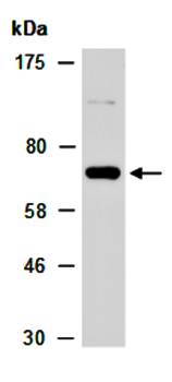 FANCC (N) Antibody, Rabbit Polyclonal