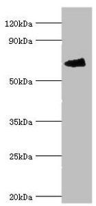 FANCG antibody