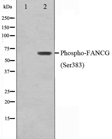 FANCG (Phospho-Ser383) antibody