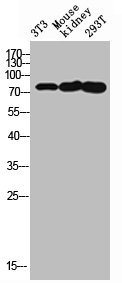 FAP antibody