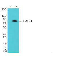 FAP antibody