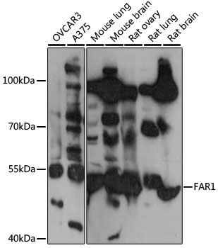 FAR1 antibody