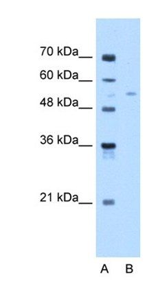FAR2 antibody