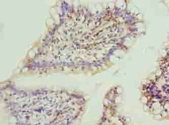 FAR2 Antibody