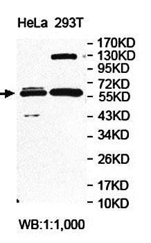 FAR2 antibody