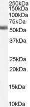 NR1H4 antibody