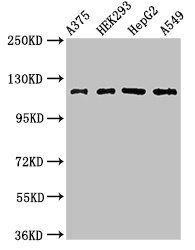 FARP1 Antibody