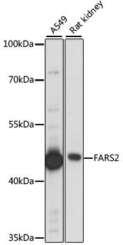 FARS2 antibody