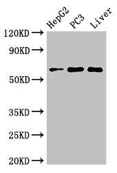 FARSB Antibody