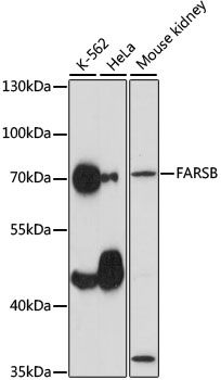 FARSB antibody