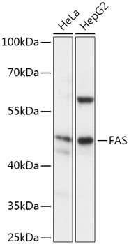 FAS antibody