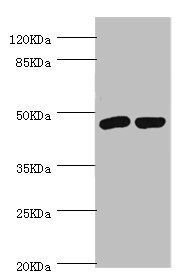 Fas apoptotic inhibitory molecule 3 antibody