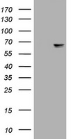 Fas Ligand (FASLG) antibody