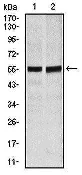 FAS Antibody