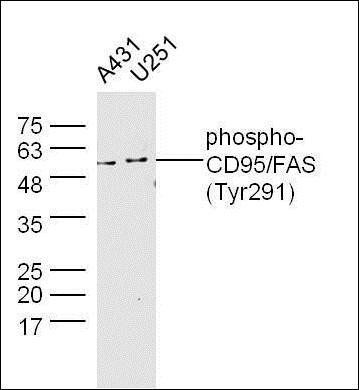 FAS (phospho-Tyr291) antibody