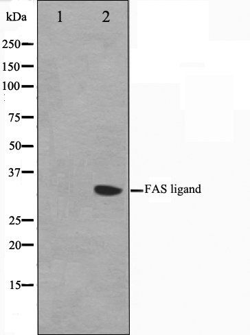 FASL antibody