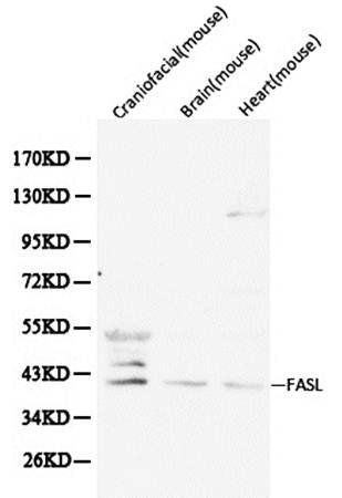 FasLG antibody