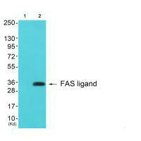 FASLG antibody