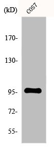 FASTKD1 Antibody