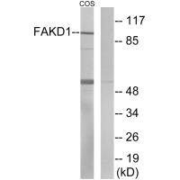 FASTKD1 antibody