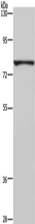 FASTKD3 antibody