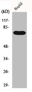 FASTKD3 Antibody