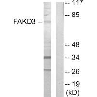 FASTKD3 antibody