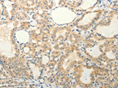 FAT3 Antibody