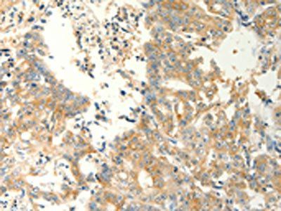 FAT3 Antibody