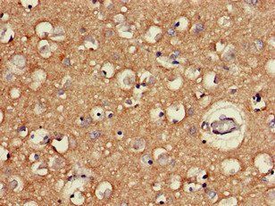 FAT3 Antibody
