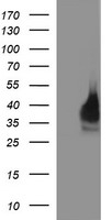 FATE1 antibody