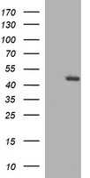 FATE1 Antibody