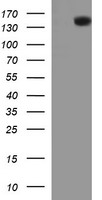 FATE1 Antibody