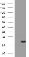 FATE1 Antibody
