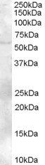 Goat anti-FAZF / TZFP / ZBTB32 Antibody