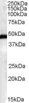 Goat anti-FBL2 / FBXL2 Antibody