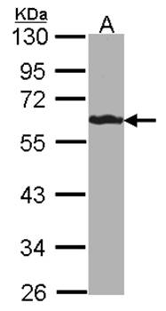FBL6 antibody
