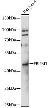 FBLIM1 antibody