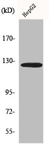 FBLN2 Antibody