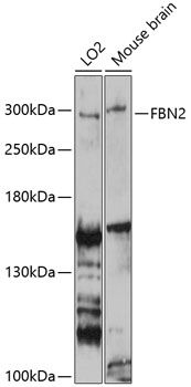 FBN2 antibody